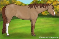Horse Color:Red Dun 