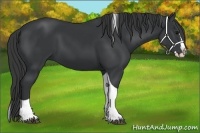 Horse Color:Black Splash Tobiano 