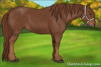 Horse Color:Chestnut Sabino 