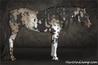 Horse Color:Chocolate Palomino Sabino and Liver Chestnut