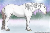 Horse Color:Brown Appaloosa 