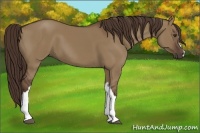 Horse Color:Liver Red Dun