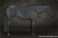 Horse Color:Blue Roan 