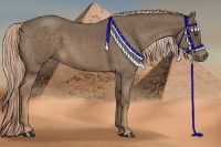 Horse Color:Chocolate Palomino Roan 