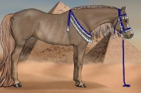 Horse Color:Chocolate Palomino Rabicano