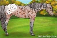 Horse Color:Brown Appaloosa  Brindle