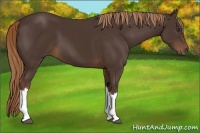 Horse Color:Liver Chestnut 