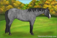 Horse Color:Blue Roan Splash 