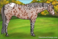 Horse Color:Brown Appaloosa  Brindle