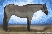 Horse Color:Grullo 