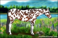 Horse Color:Bay Tobiano Leopard 