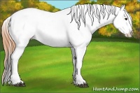 Horse Color:Buckskin Appaloosa 