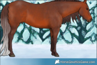 Horse Color:Chocolate Bay 