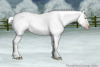 Horse Color:Gray Silver Amber Cream Champagne Roan Dun Splash Tobiano Frame Appaloosa Rabicano 