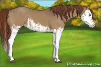 Horse Color:Red Dun Splash and Red Dun Splash