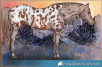 Horse Color:Chocolate Brown Blanket  and Chocolate Brown Blanket 