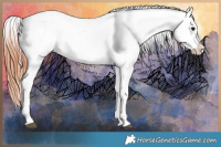 Horse Color:Chocolate Brown Appaloosa  and Chocolate Brown Appaloosa 