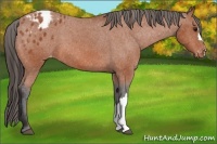 Horse Color:Bay Appaloosa