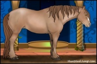 Horse Color:Bay Pearl