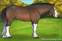 Horse Color:Bay Splash 