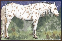 Horse Color:Liver Chestnut Pearl Appaloosa 