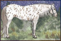 Horse Color:Black Pearl Appaloosa