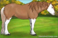 Horse Color:Chestnut Splash 