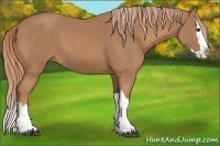 Horse Color:Chestnut Splash 