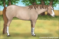 Horse Color:Liver Red Roan Pearl Splash