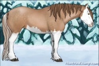 Horse Color:Bay Pearl Splash