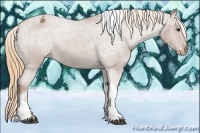 Horse Color:Chestnut Tobiano Appaloosa 