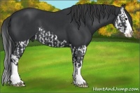 Horse Color:Black Splash and Black Splash