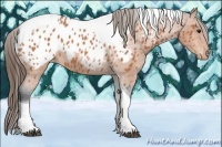 Horse Color:Bay Tobiano Appaloosa 
