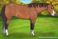 Horse Color:Bay Splash Appaloosa
