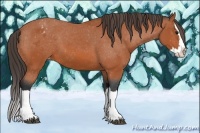 Horse Color:Bay Splash Varnish 