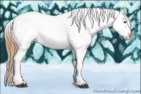 Horse Color:Chestnut Splash Appaloosa 
