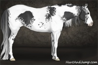 Horse Color:White Spotted Black Splash Tobiano 