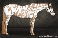 Horse Color:Liver Chestnut Pearl Appaloosa