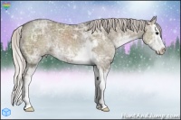 Horse Color:Silver Grullo Ice Sabino Splash
