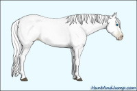 Horse Color:Gray Liver Chestnut Pearl Splash 