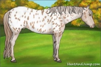 Horse Color:Bay Pearl Appaloosa