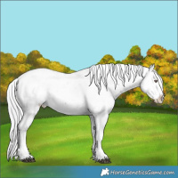 Horse Color:Silver Black Chinchilla Sabino 