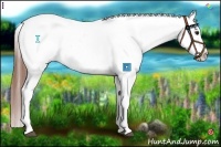 Horse Color:White Spotted Bay Dun Splash Appaloosa 