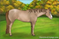 Horse Color:Liver Chestnut Pearl Splash 