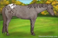 Horse Color:Liver Chestnut Appaloosa
