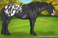 Horse Color:Black Splash Appaloosa 
