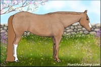 Horse Color:Chestnut Appaloosa