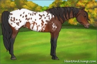 Horse Color:Bay Appaloosa 