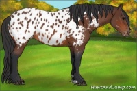 Horse Color:Bay Appaloosa 