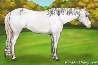Horse Color:Liver Red Roan Frame Appaloosa